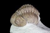 Bargain, Lochovella (Reedops) Trilobite - Oklahoma #92748-3